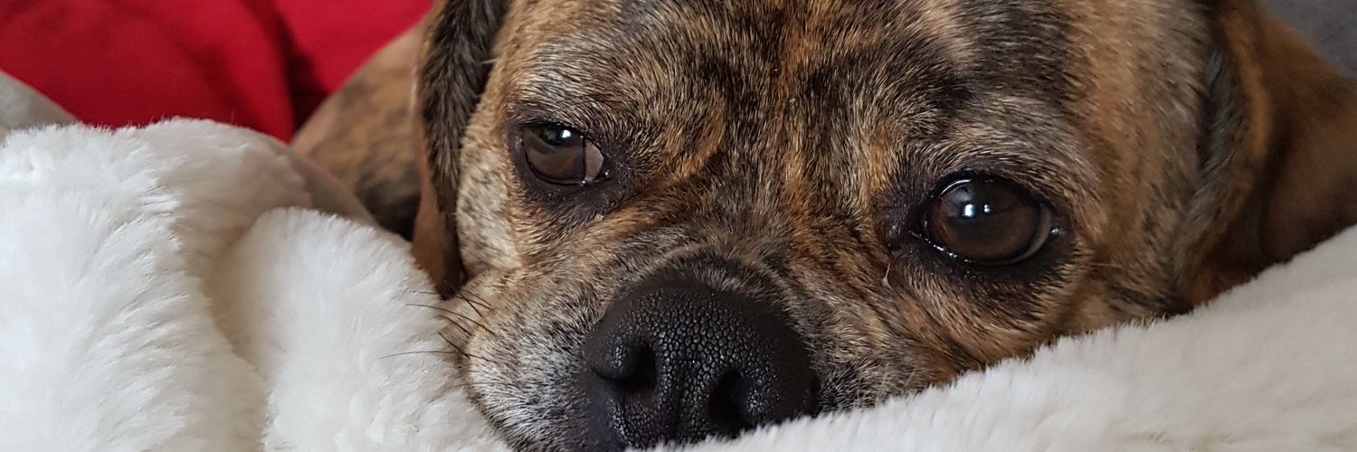 Terrigreerwebb's profile banner image