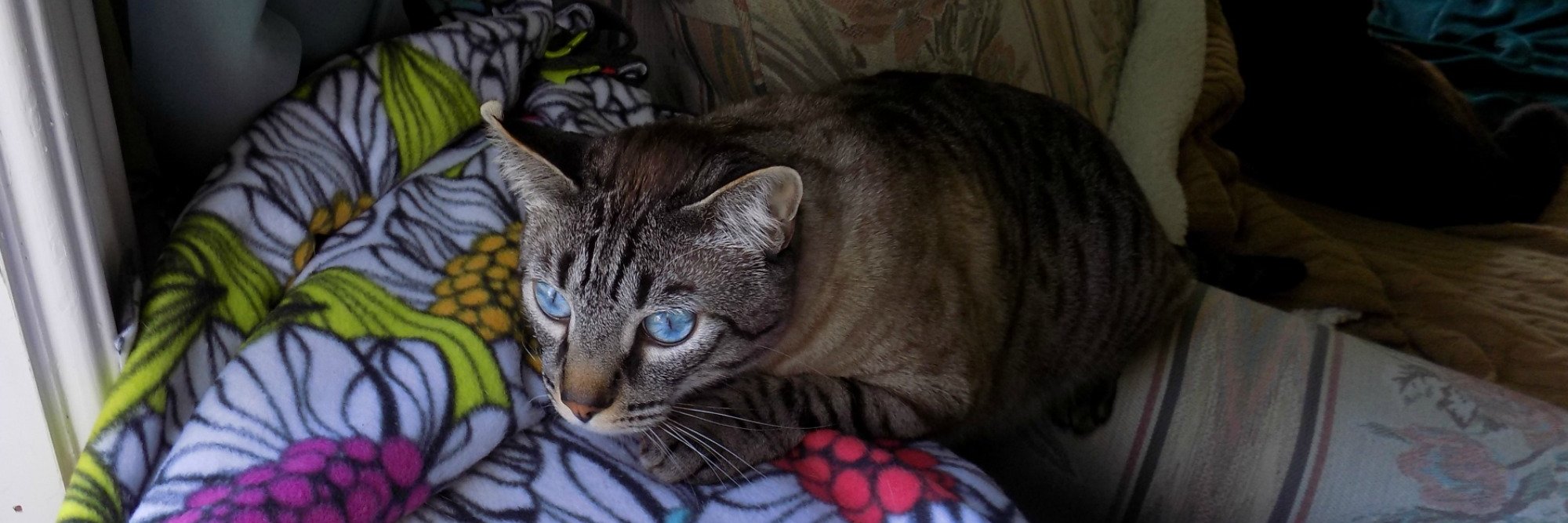 MrGeorgeCat's profile banner image