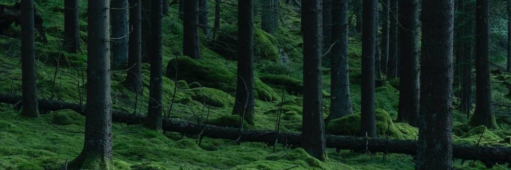 ZEDEER's profile banner image