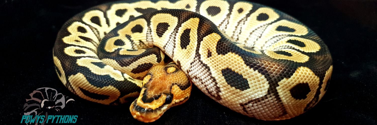 Powys Pythons banner