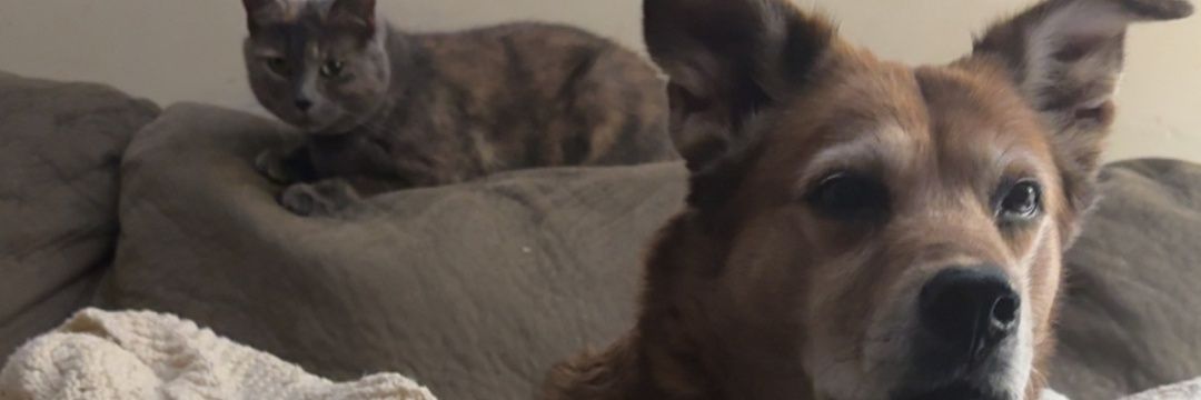 SharonL1218's profile banner image
