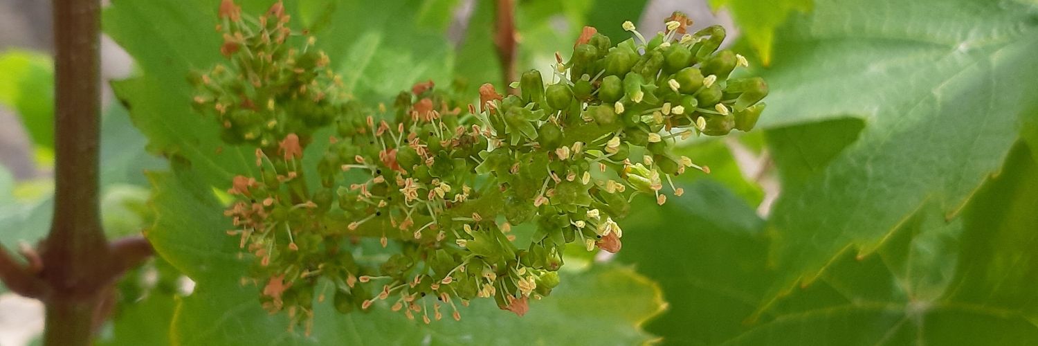 moises martinez banner