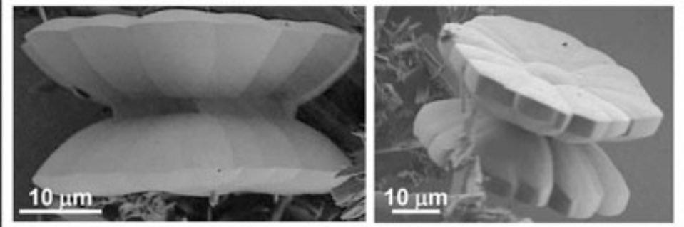 Maria Chiara di Gregorio banner