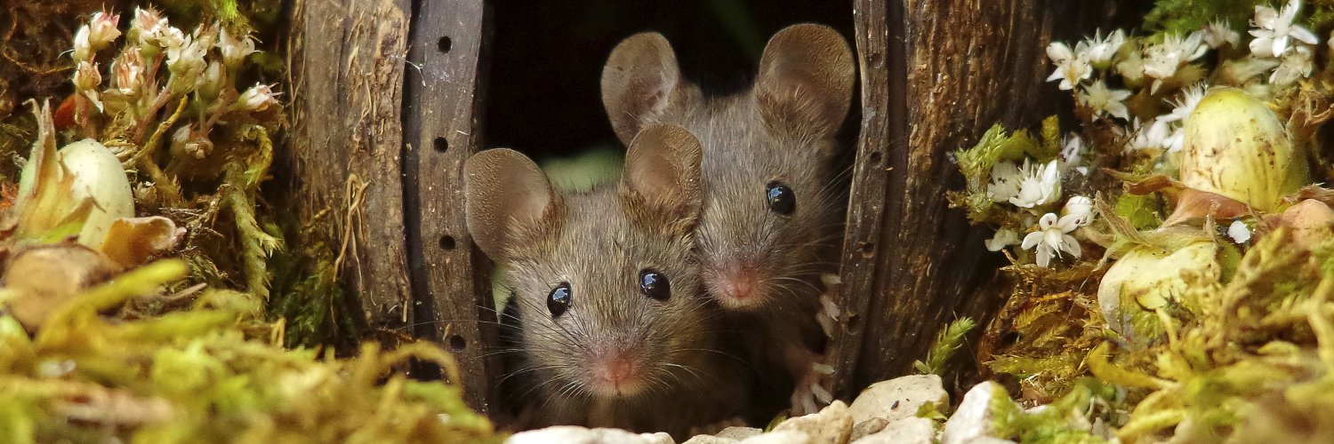 George the Mouse in a log pile house - Simon dell's banner