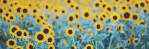 allieology's profile banner image