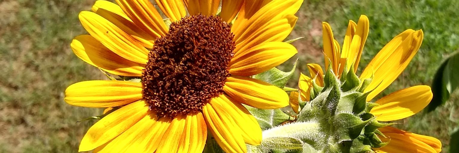 mulberryrfd's profile banner image