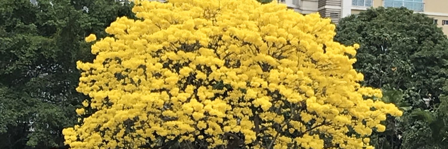 Amelia Denis banner