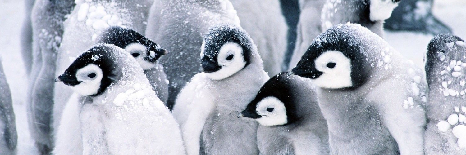 Penguin banner
