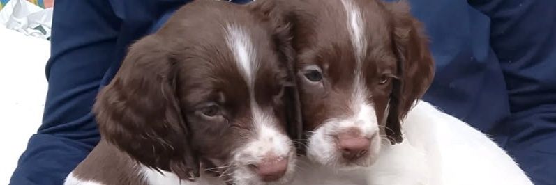 Lisa 🏴󠁧󠁢󠁳󠁣󠁴󠁿 banner