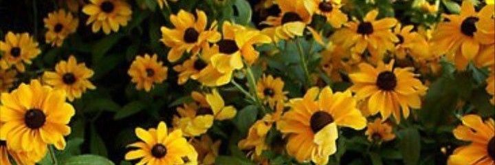 ihatesnakeu66's profile banner image