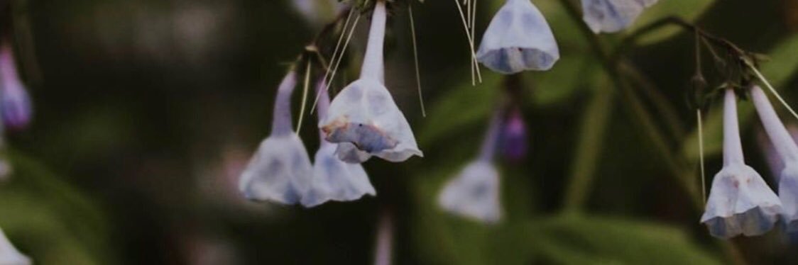 nicollette_b's profile banner image