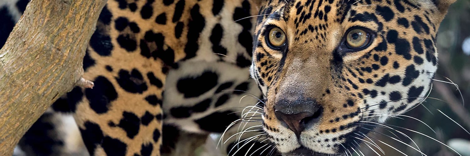 Jaguar Basketball banner