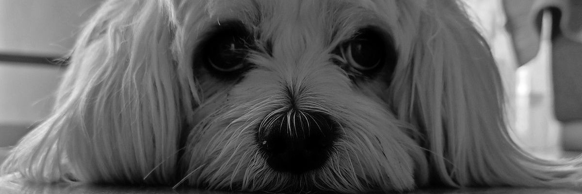 albarengel28's profile banner image