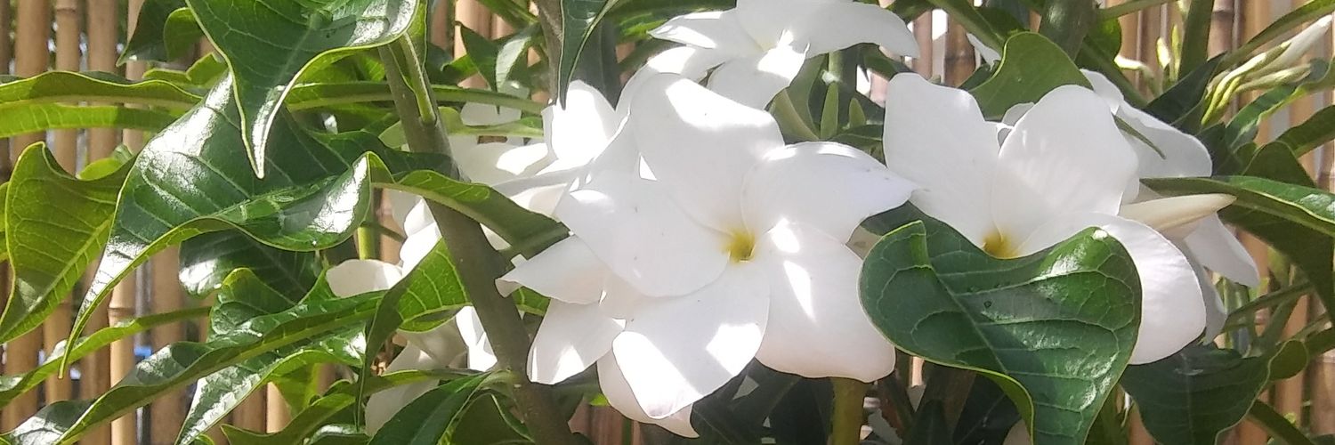 Alex_Dsprite's profile banner image