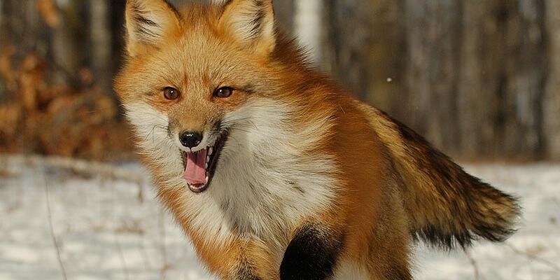 Fox Chapel Students banner