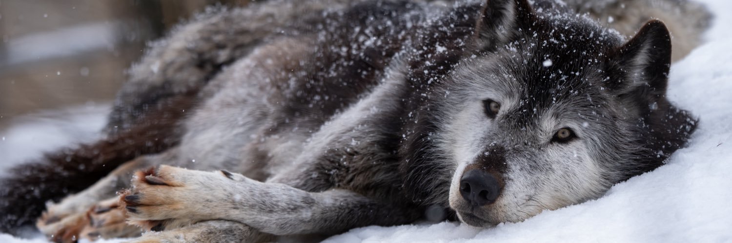 kotaka🐺🐬🔭 banner