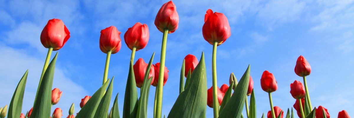 Lika_Aslan's profile banner image