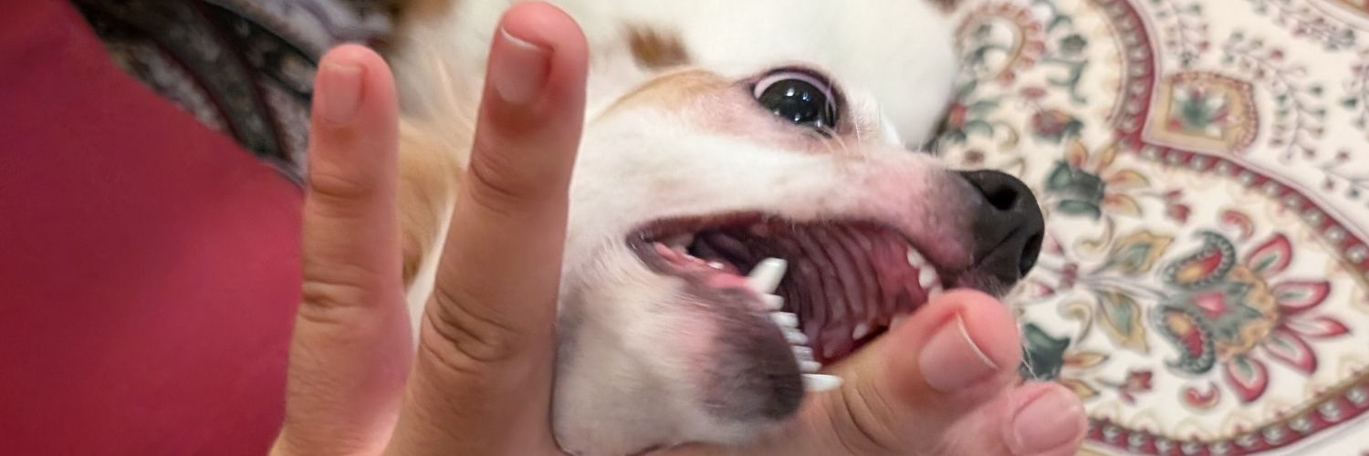 ThePandaBur's profile banner image