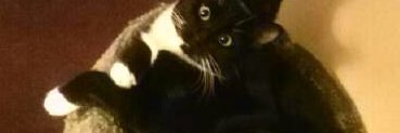 twistedcatlady's profile banner image