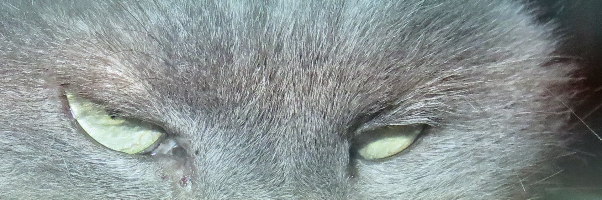 RachelCordes's profile banner image
