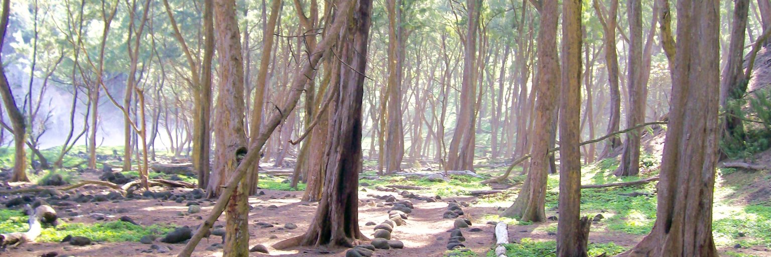 miriamrstone's profile banner image