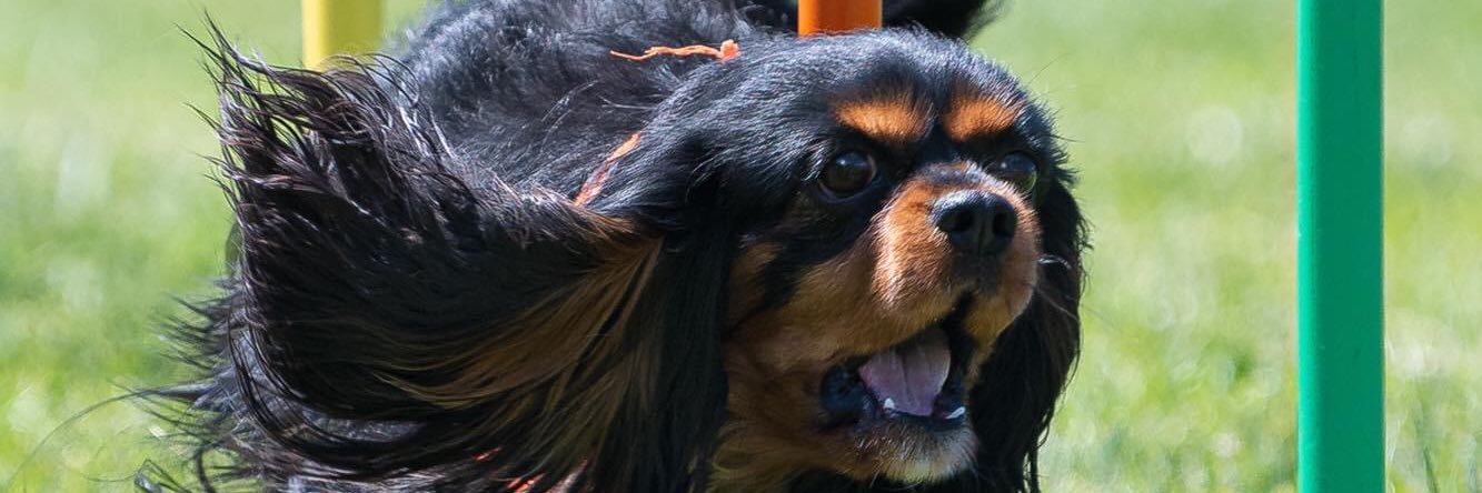 WoofJocks banner