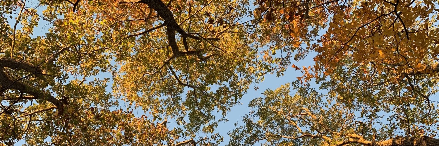 Emma Frost, MD, MPH banner