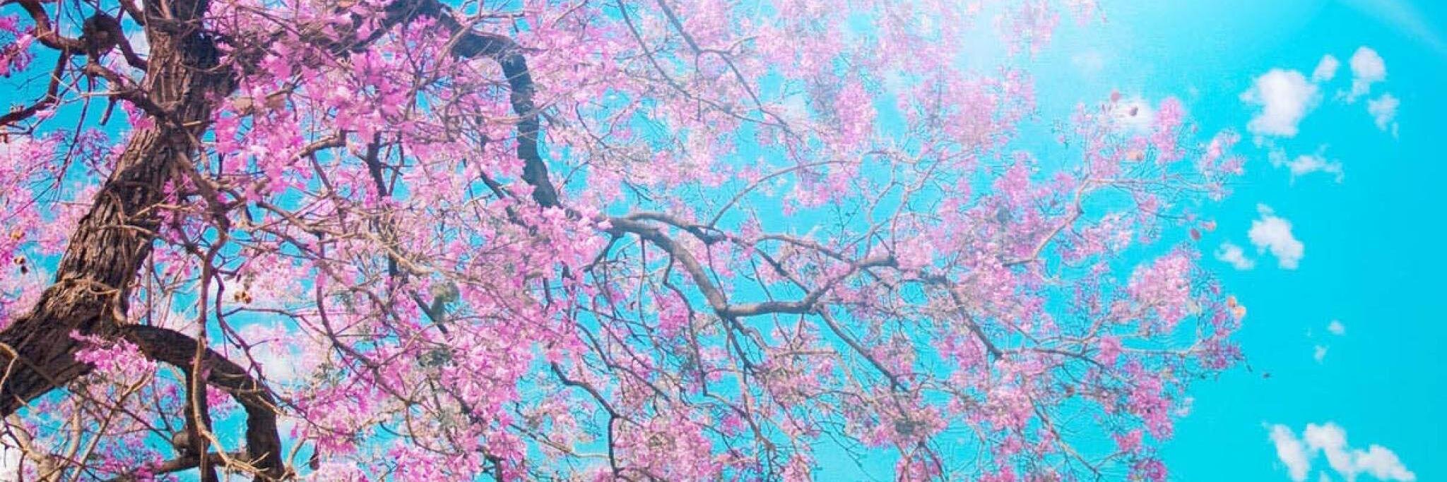 IrinaVartia's profile banner image