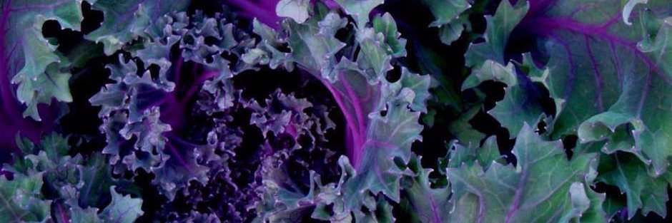 NotAboutKale's profile banner image