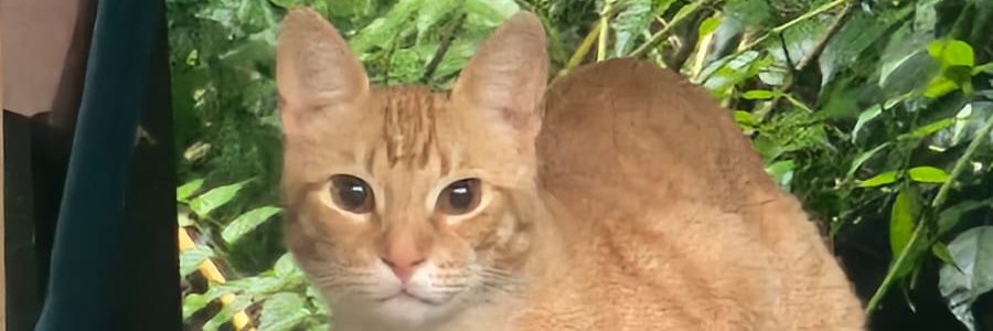 Ivanncitoo18's profile banner image