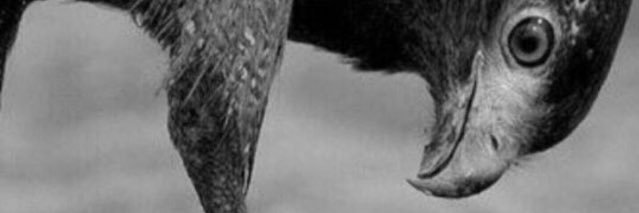 bndarbas's profile banner image