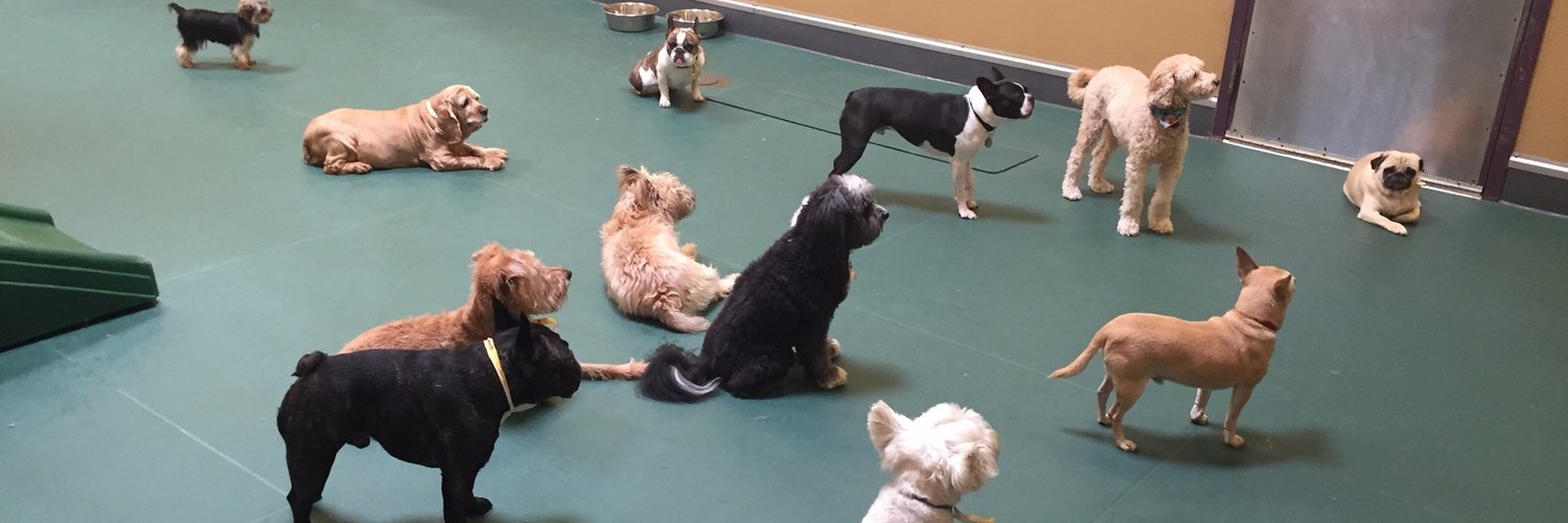 Pooch Hotel Newton (Pooch_Newton) / Twitter