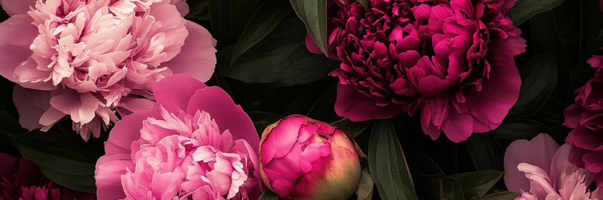 собака - улыбака banner