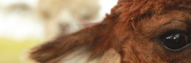 Anglesey Alpacas banner