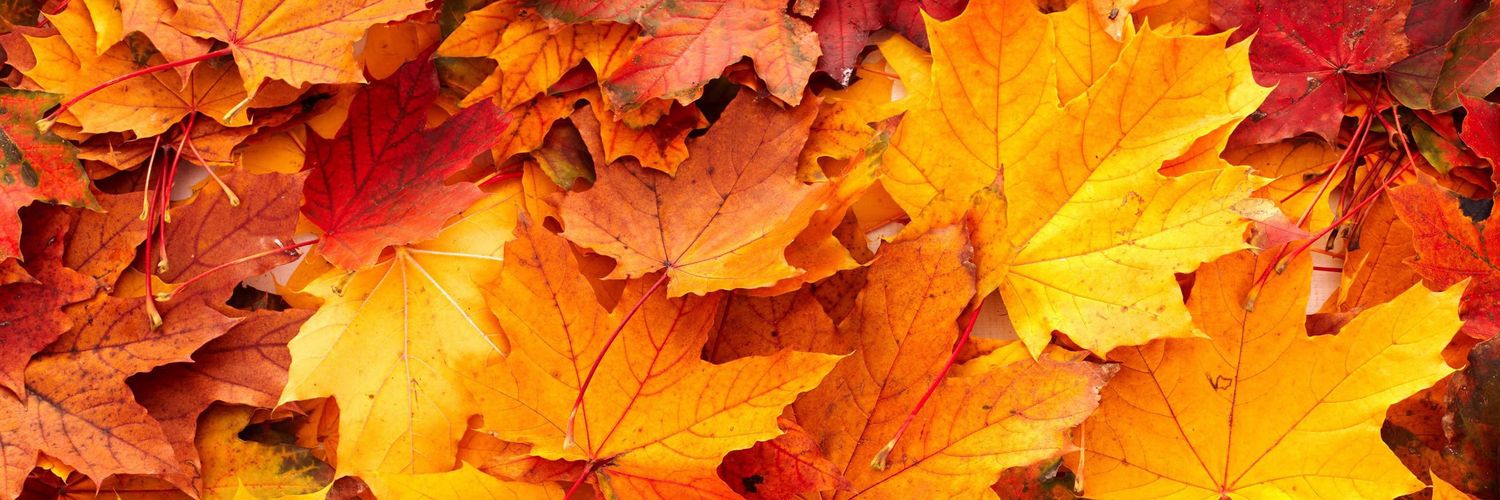 🍁Maple Syruphox♨️ banner