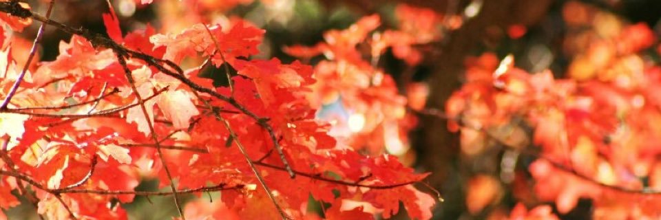 alexgunnell8's profile banner image