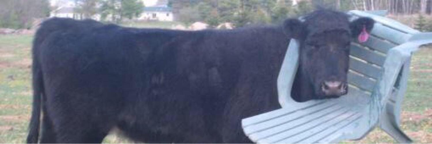 lizziewlsn's profile banner image