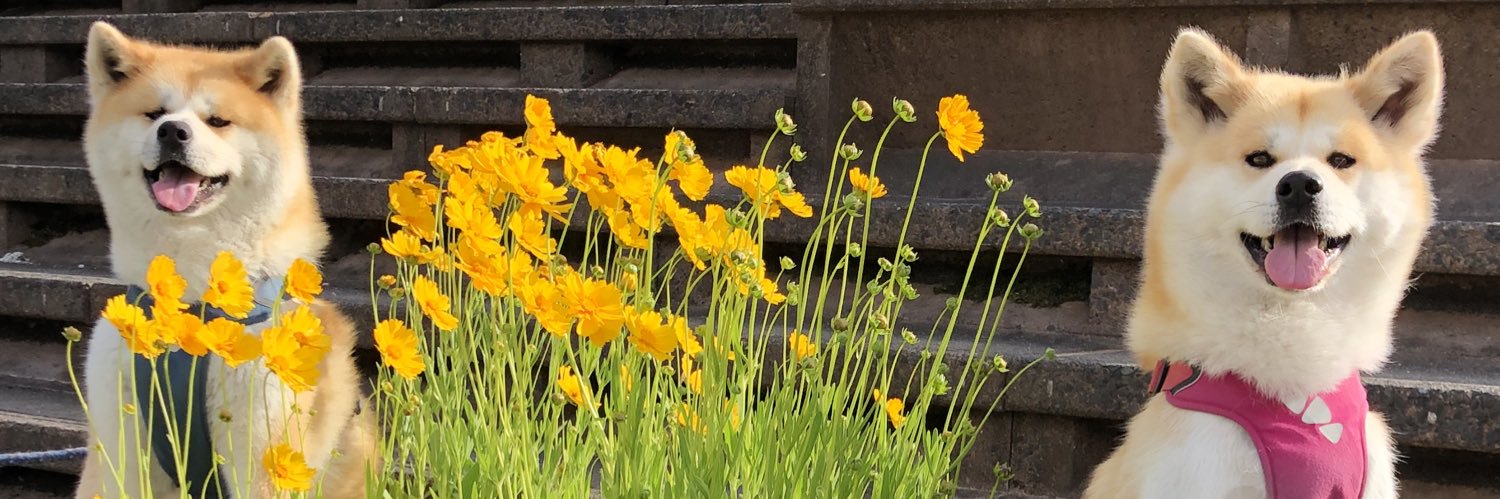 秋田犬『ポチ&ハチ』 banner