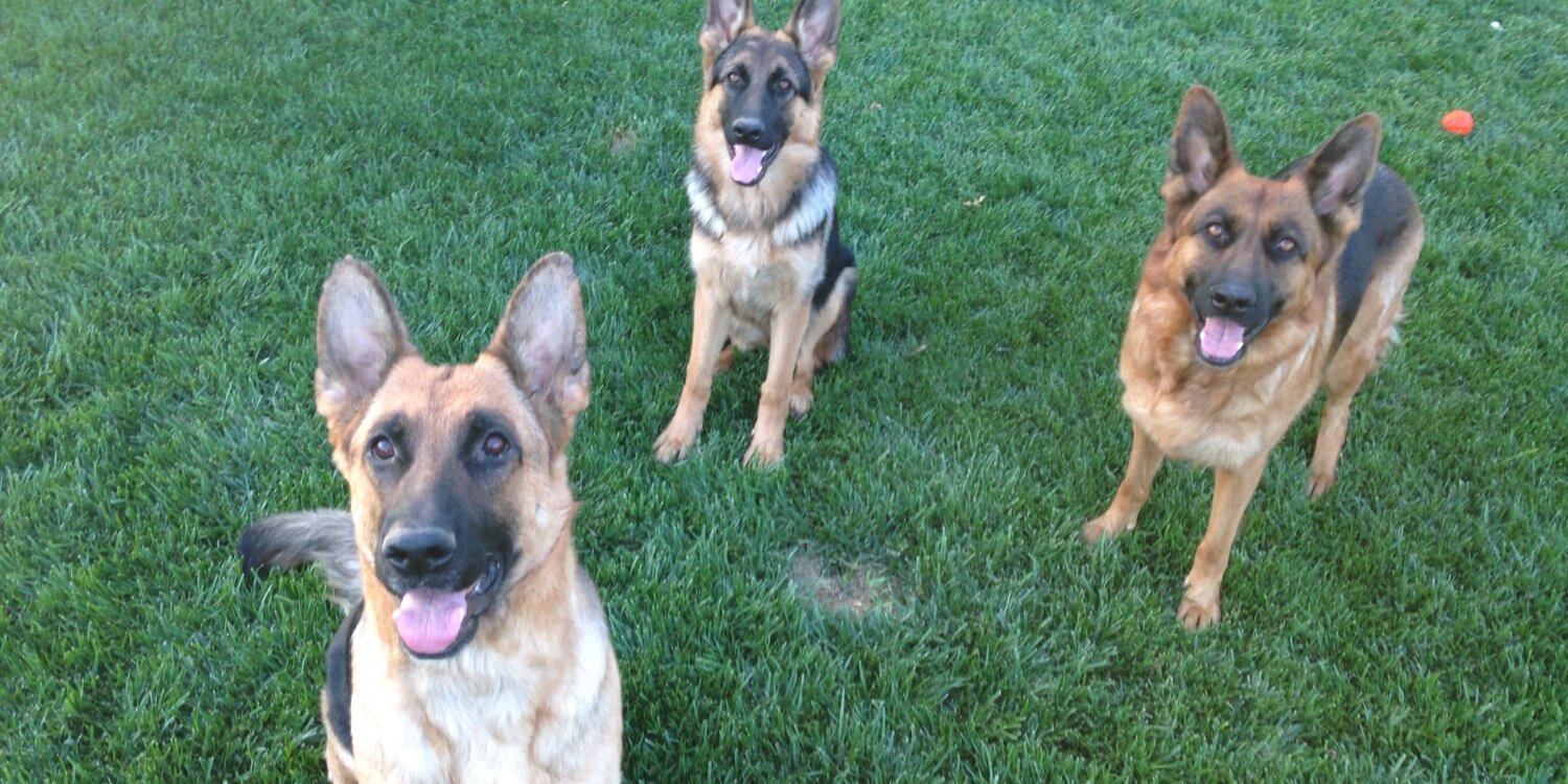 WC German Shepherds banner
