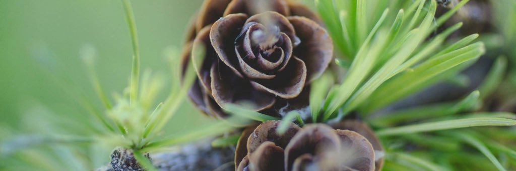 delaney schlemko banner