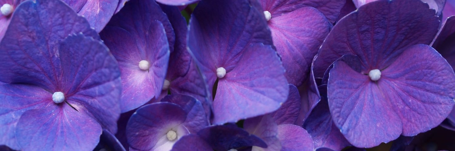 mschlottmann's profile banner image
