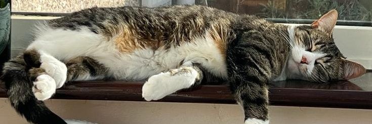 Asch ver.1.22474487139... banner