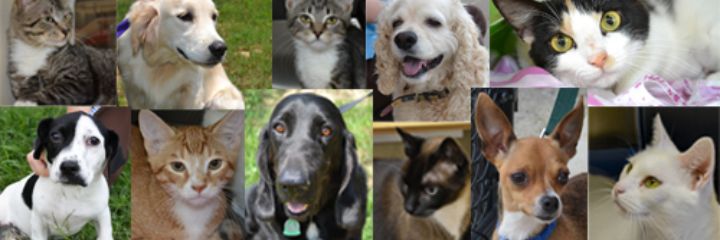 HouseOfSavedAnimals banner