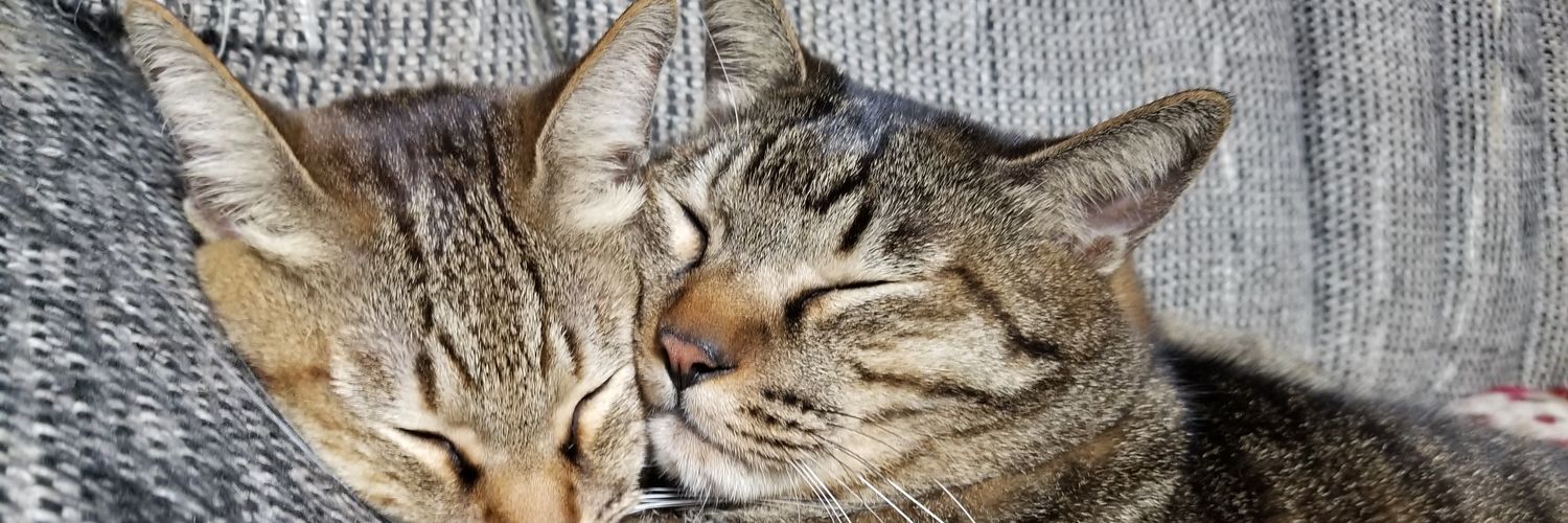 なーたん🐱🐾 banner
