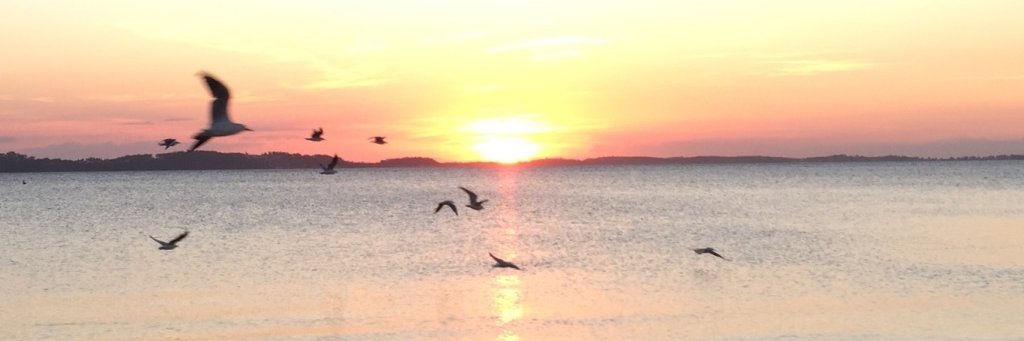 Tracey-Ann Palmer banner