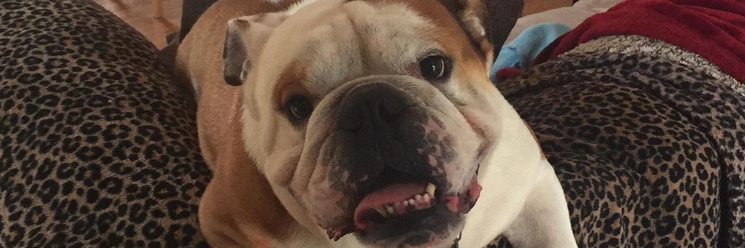 SLabBoo's profile banner image