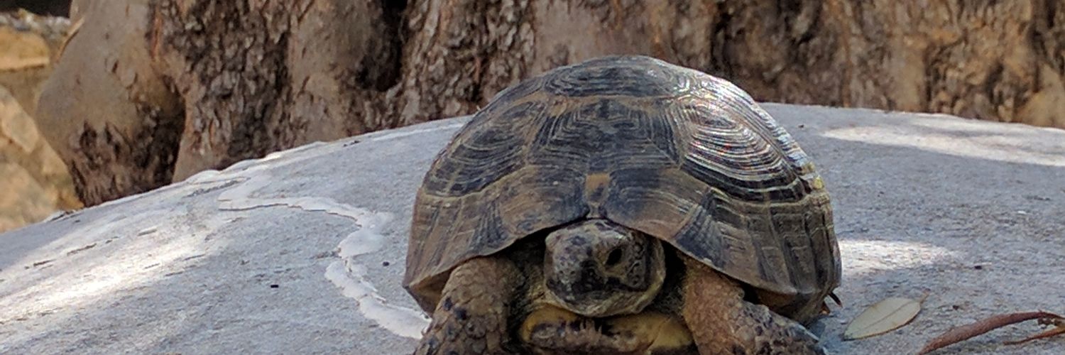 Xenios Mesaritis banner