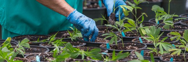 fluentcannabis Profile Banner