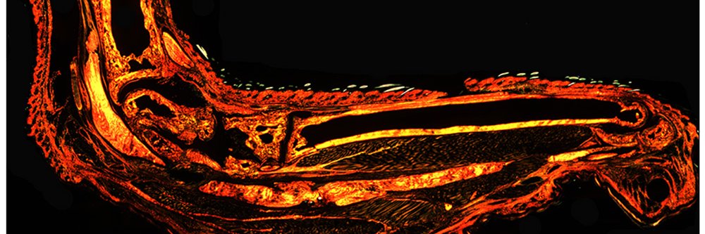LoiselleLab's profile banner image
