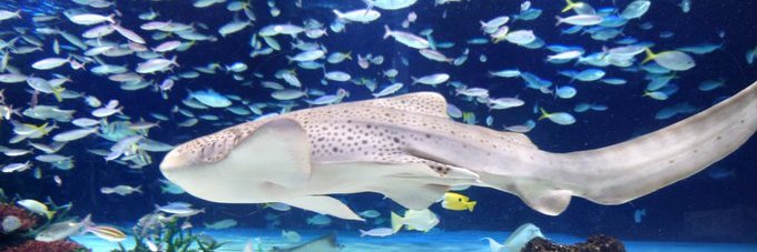 べっちゃん🦈's banner